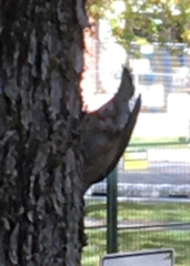 Sitta carolinensis