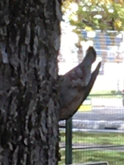 Sitta carolinensis