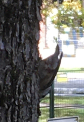 Sitta carolinensis