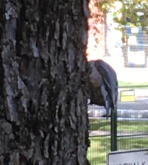 Sitta carolinensis