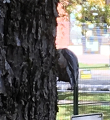 Sitta carolinensis