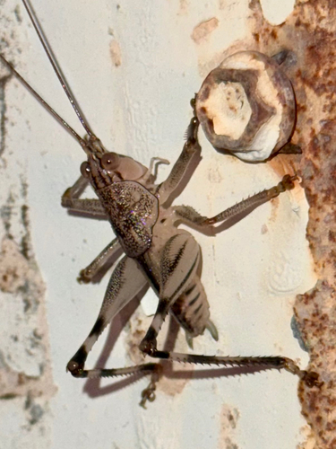 Nicsara trigonalis