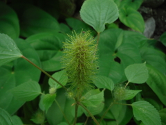 Acalypha alopecuroidea