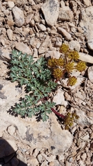 Cymopterus purpureus