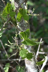 Dioscorea spiculiflora