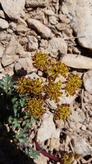 Cymopterus purpureus