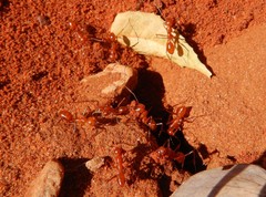 Melophorus bagoti