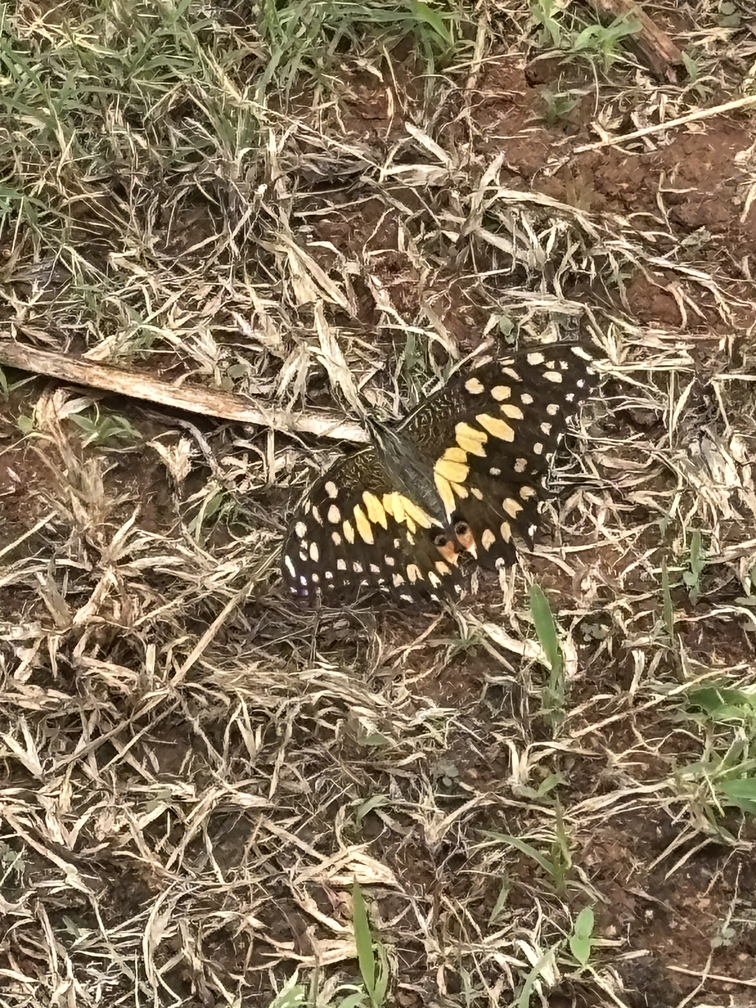 Lime Swallowtail
