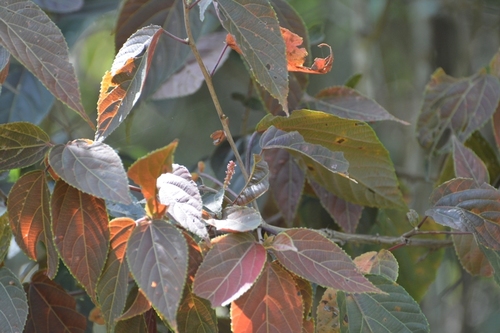 Acalypha chiapensis (Acalypha chiapensis)