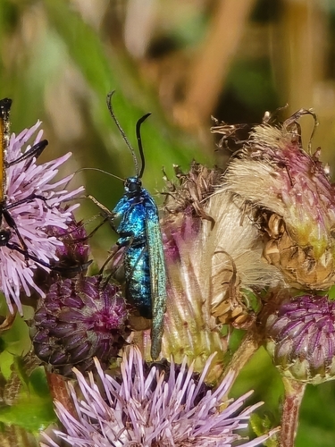 Green Forester Moth, 5032 PN Tilburg, Nederland, photo 10 of 10