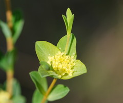 Pimelea flava flava