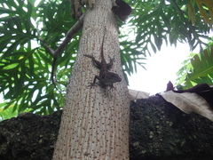 Anolis cybotes