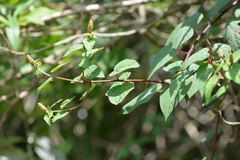 Dalembertia triangularis
