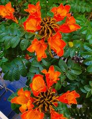 Spathodea campanulata