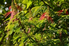Calliandra houstoniana calothyrsus