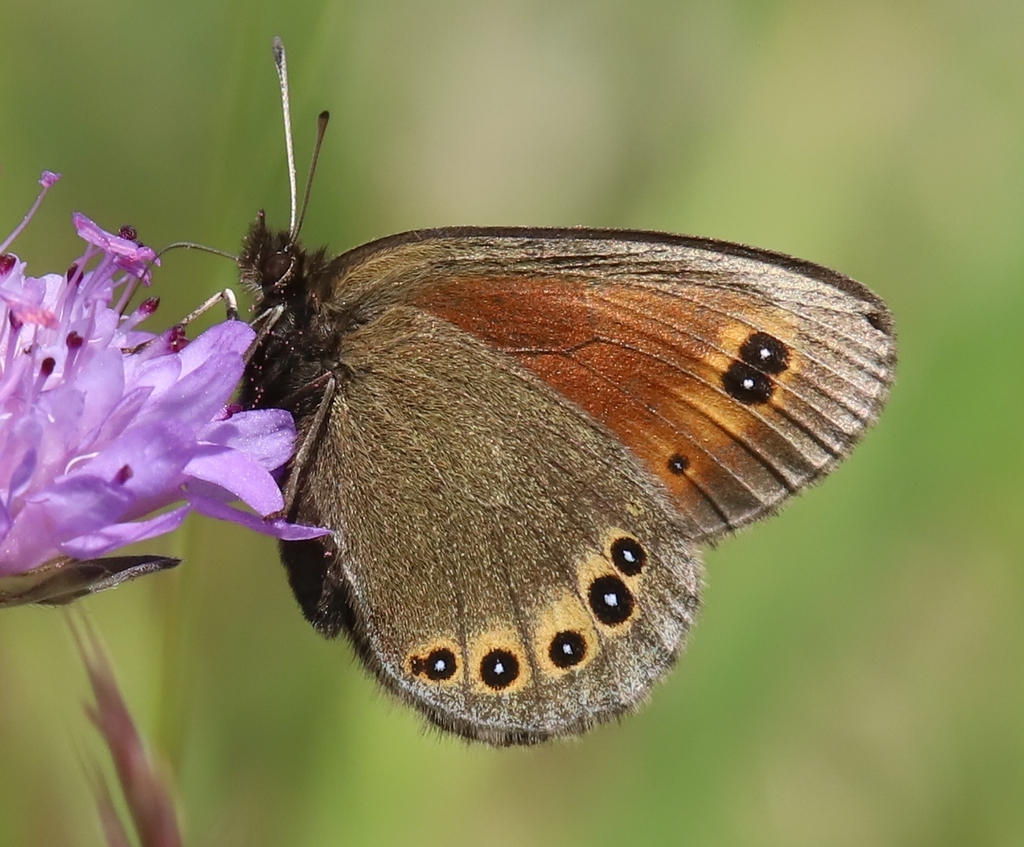 Bright Eyed Ringlet