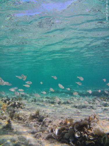 Sarpa salpa