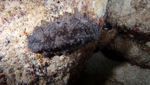 Stichopus horrens observed 2025-07-03