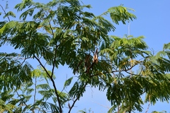 Leucaena diversifolia