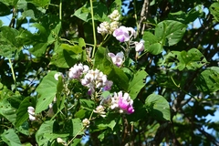 Ramirezella penduliflora