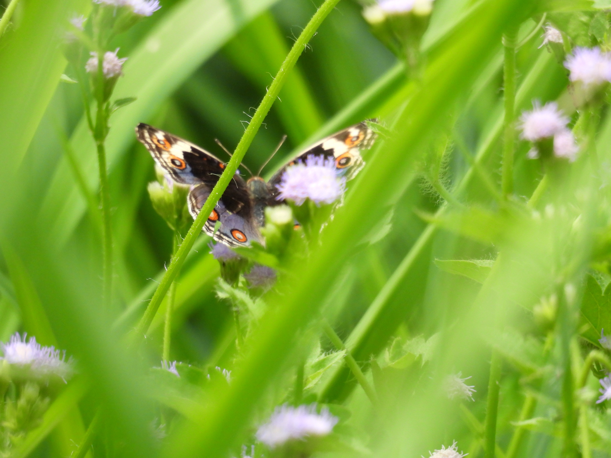 Blue Pansy