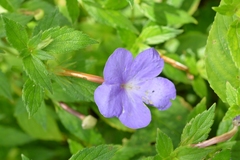 Achimenes longiflora