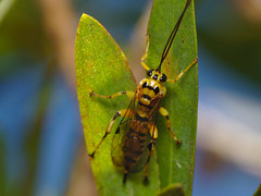 Xanthopimpla rhopaloceros