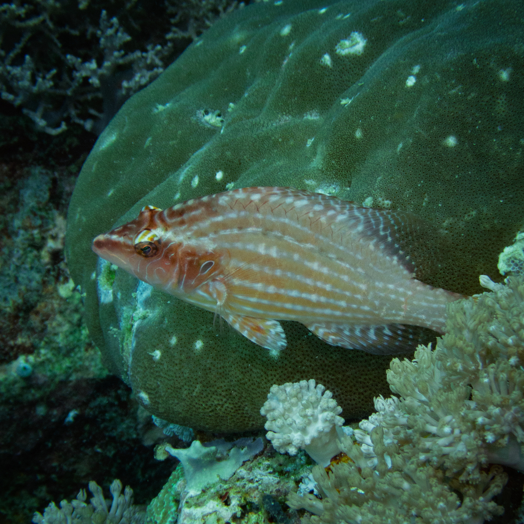 Cockerel Wrasse