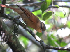 Anabacerthia lichtensteini