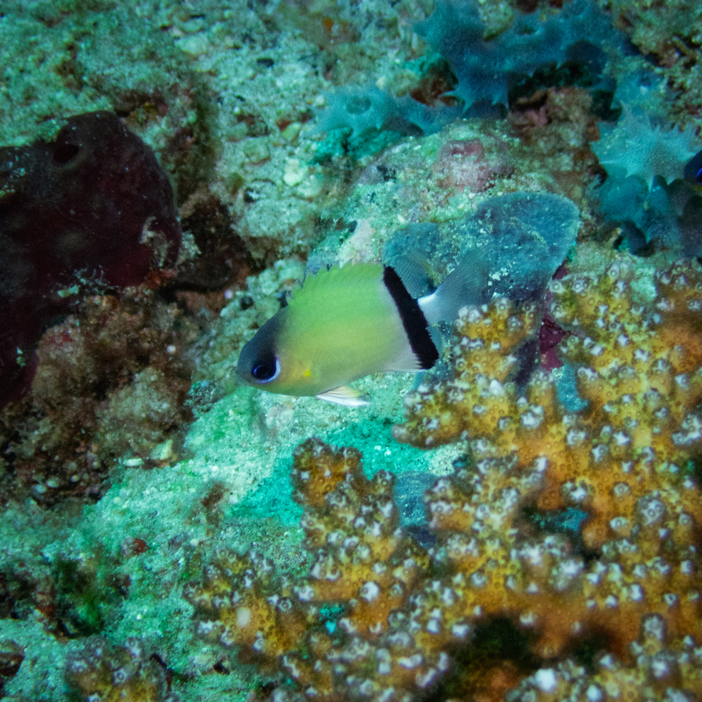 Black-bar Chromis