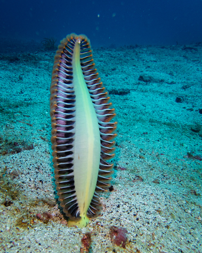 Pteroeides argenteum