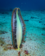 Pteroeides argenteum