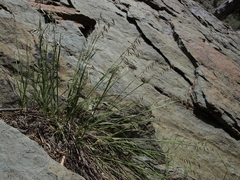 Melica stricta