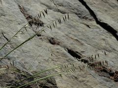Melica stricta