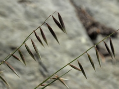 Melica stricta