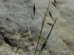 Melica stricta