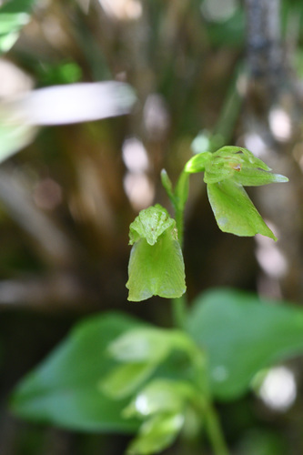 Neottia morrisonicola