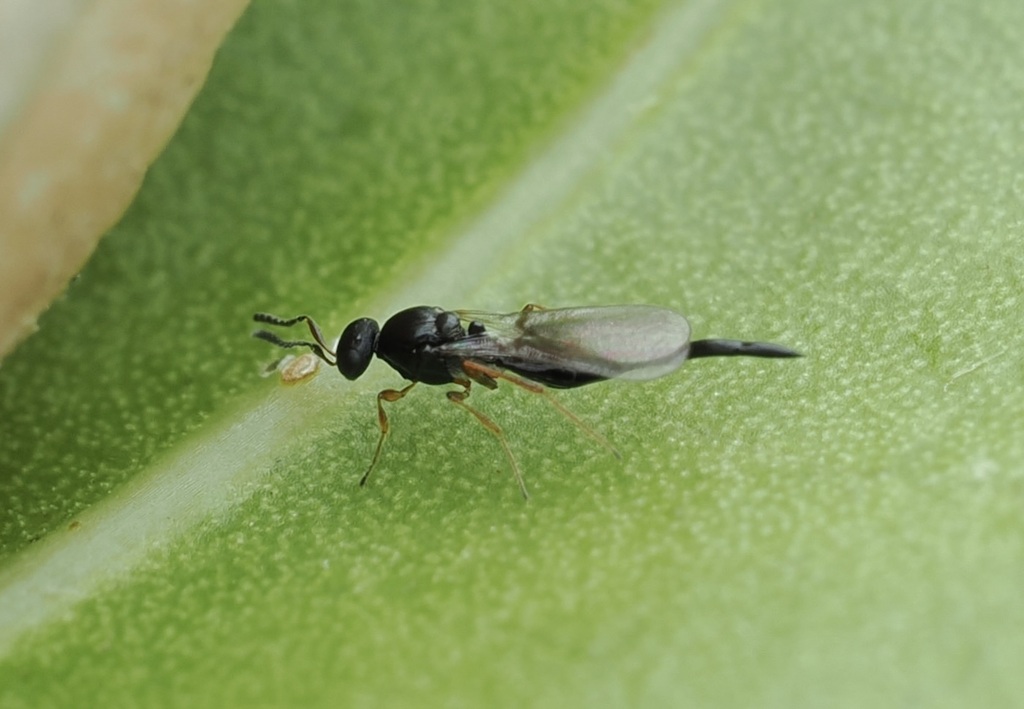 Platygastemma
