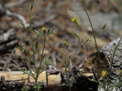 Descurainia californica