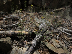 Descurainia californica