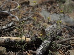 Descurainia californica