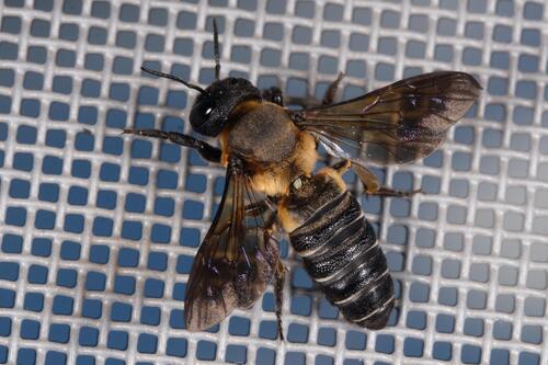 Megachile dinura thumbnail