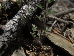 Descurainia californica