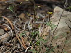 Descurainia californica