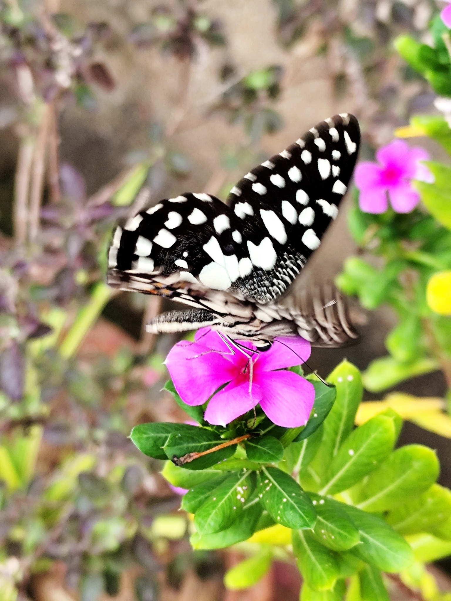 Lime Swallowtail