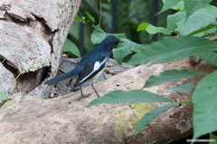 Copsychus saularis