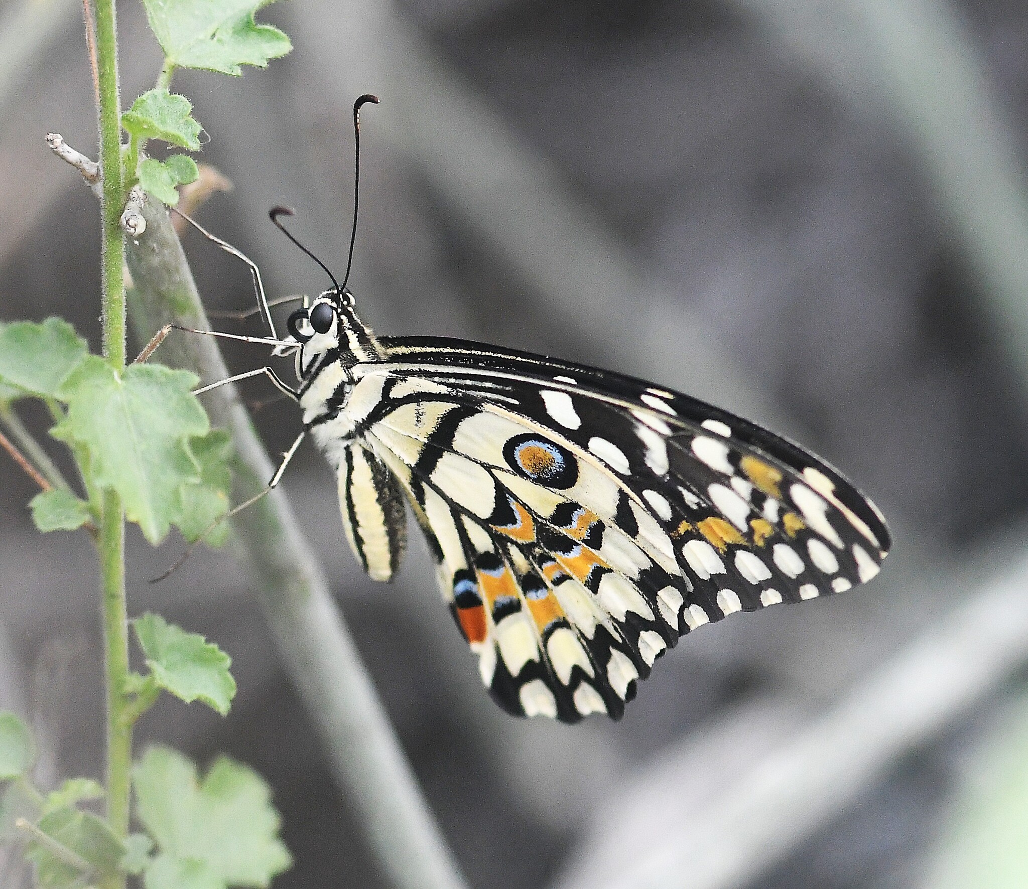 Lime Swallowtail