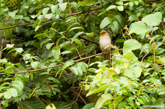 Pycnonotus finlaysoni