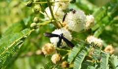 Macrocneme chrysitis