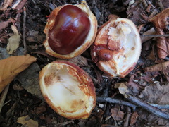Aesculus turbinata